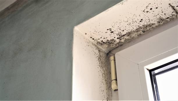 Best Industrial Mold Remediation  in Bethany, WV