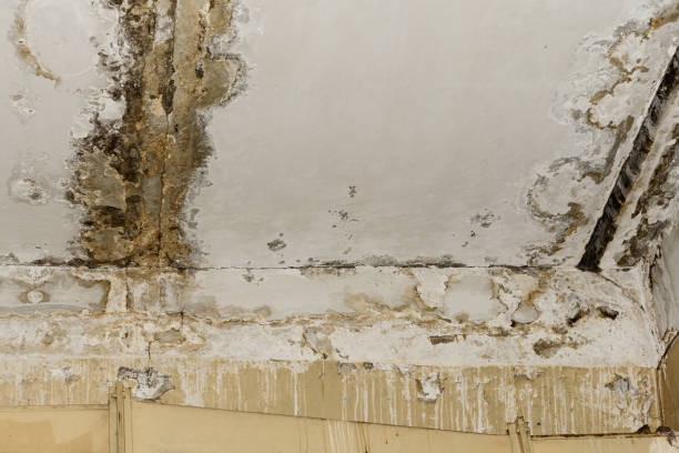 Best Post-Construction Mold Inspection  in Bethany, WV